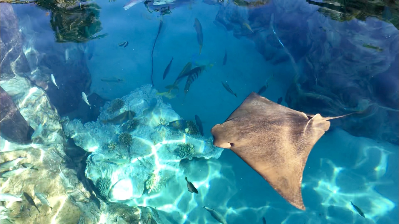 7 Tips for an AMAZING Day at Discovery Cove in Orlando!!!! - Sonia Dekker